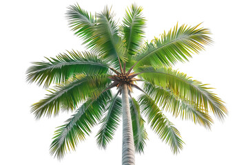 Bright green coconut palm tree with a clear sky background, showcasing tropical nature and vibrant foliage in a sunny environment.