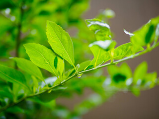 梅雨の長雨。雨に濡れた葉