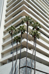 Palm Trees in Front of Modern White Building