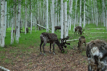 Shedding Reindeer on Alaskan Farm