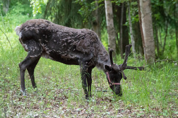 Shedding Reindeer on Alaskan Farm