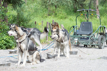 Group of Husky Sled Dogs during Alaskan Summer