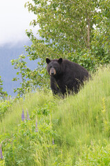 Black Bear Sitting in Tall Grass