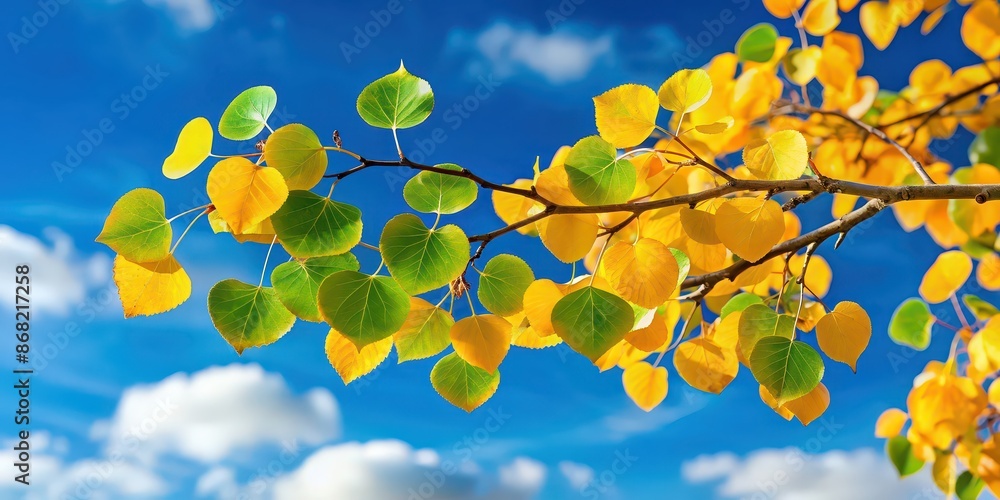 Poster Aspen tree branch with green yellow leaves against blue sky, Aspen, tree, branch, green, yellow, leaves, blue sky