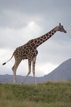 Giraffe Walking in Tall Grass