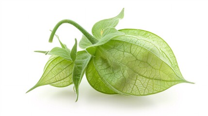 Immature verdant physalis on blank backdrop. Professional Image.