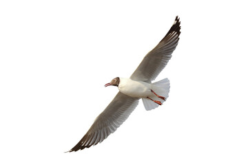 Beautiful seagull flying isolated on transparent background.	