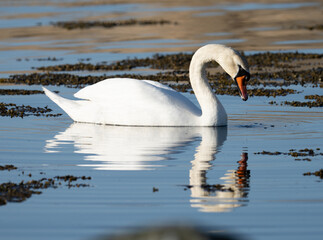 A beautiful swan floating majestically on a sea bay