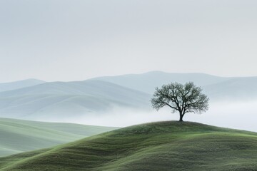 A solitary tree standing on a hilltop, with a softly blurred background of rolling hills and sky.