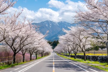 Fototapeta premium Cherry Blossoms Framing a Mountain Road
