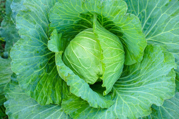 Obraz premium Fresh Green cabbage head in the garden