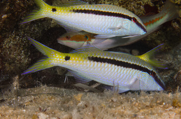 Red Sea goat fish from Cyprus