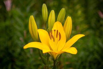 Obraz premium ユリ