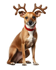 jack russell terrier puppy