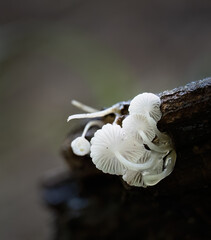 Austral dripping bonnet (Roridomyces austrororidus), growing on rotting wood. © Janice