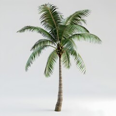 Obraz premium Lush Tropical Palm Tree on Plain White Background