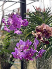 purple orchid flower