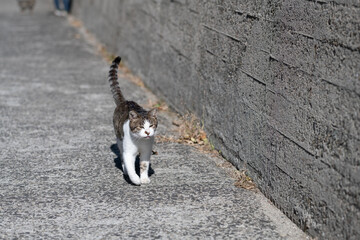 歩く猫　キジトラ白