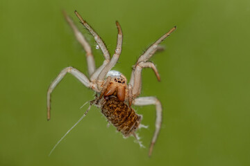 Eine Wasserspinne fängt eine Wasserassel unter Wasser, Argyroneta aquatica