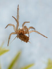 Eine Wasserspinne fängt eine Wasserassel unter Wasser, Argyroneta aquatica