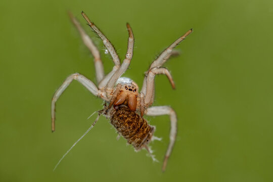 Eine Wasserspinne f&auml;ngt eine Wasserassel unter Wasser, Argyroneta aquatica