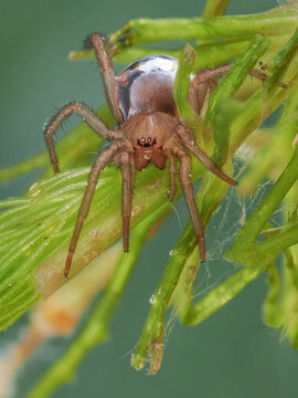 Eine Wasserspinne unter Wasser, Argyroneta aquatica
