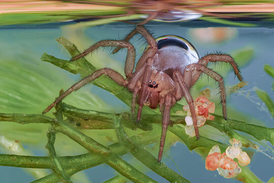 Eine Wasserspinne unter Wasser, Argyroneta aquatica