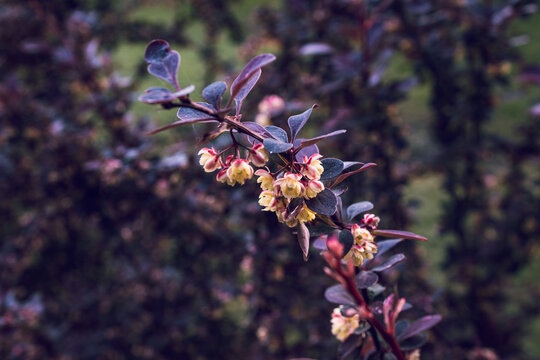 Dark barberry with slightly yellow flowers. A walk in the park in the morning.Artistic mood.Modern.