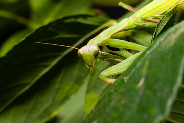 green praying mantis