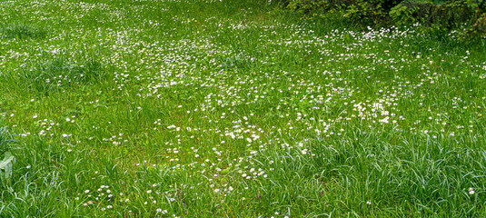 Bellis perennis, common daisy among green grass, lawn daisy or English daisies on green lawn texture background © artemstepanov