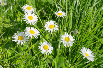 Bellis perennis, common daisy among green grass, lawn daisy or English daisies on green lawn texture background