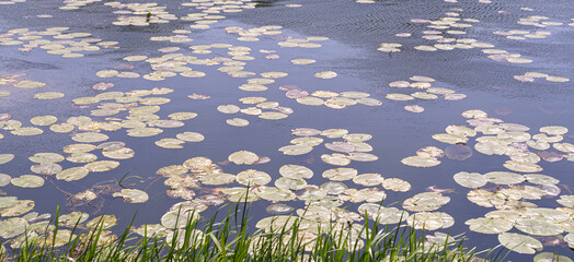 Pond with lily pads and green reeds, clear water, aquatic plants, peaceful environment, nature's...