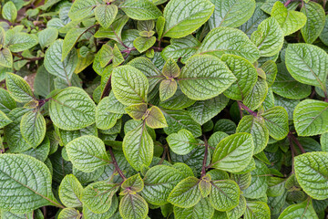 Spurflower ornamental plant, Plectranthus ambiguus Nico purple and green leaves texture background