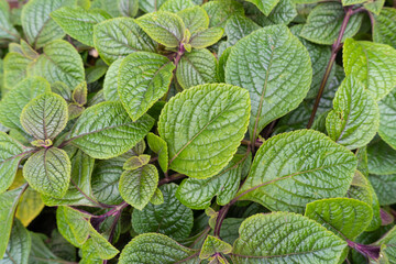Spurflower ornamental plant, Plectranthus ambiguus Nico purple and green leaves texture background