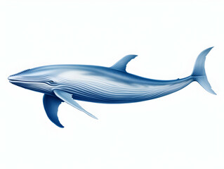 Obraz premium Blue Whale in white background, blue Whale isolated Raster object, 3D blue whale illustration