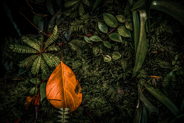 autumn leaves on a tree
