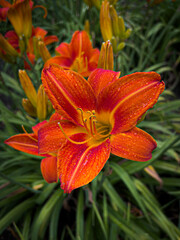 orange tiger lily
