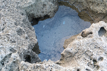 Many small shells on the rocks at low tide, rock surface covered with small black marine organisms