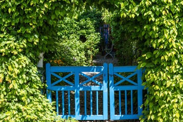 Garden design. Authentic old wooden gate entrance to the garden shabby aged painted blue. Countryside authentic cozy little courtyard in a rural area. Garden design with a green bush fence hedge.