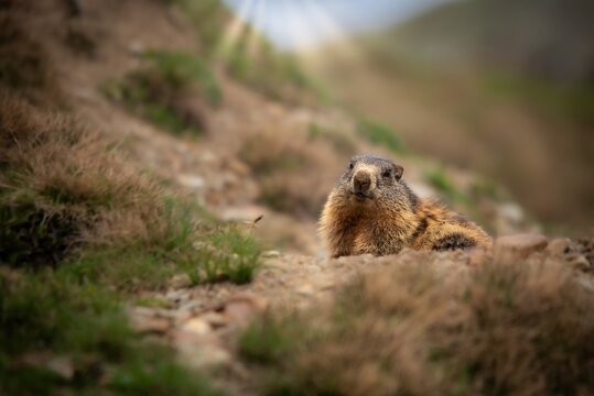 Murmeltier, Murmeltier in den Alpen, Munggen, Mankei, Marmota