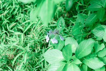 東京の公園に咲く美しい紫陽花