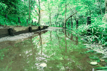 6月の東京の公園の風景