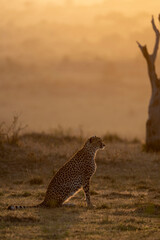 cheetah at sunrise
