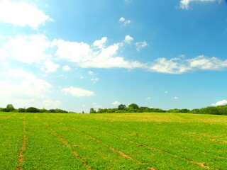 初夏の水元公園の除草された後の草原風景