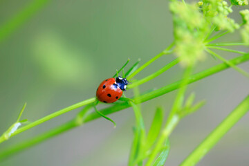 Colorful bugs in summer garden