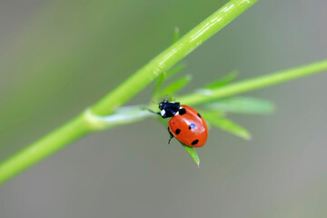 Colorful bugs in summer garden
