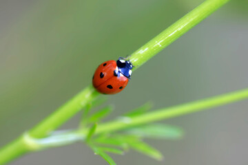 Colorful bugs in summer garden
