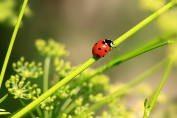 Colorful bugs in summer garden