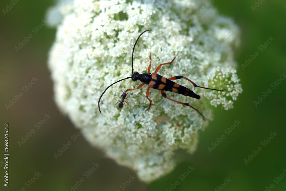 Poster Colorful bugs in summer garden