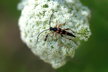 Colorful bugs in summer garden